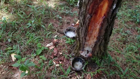 Collecting pine tree sap in a small container Stock Footage 208858701
