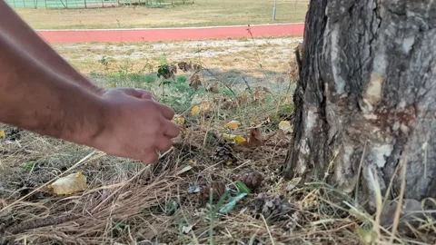 Collecting pinecones in the park and a treadmill Stock Footage 342610865