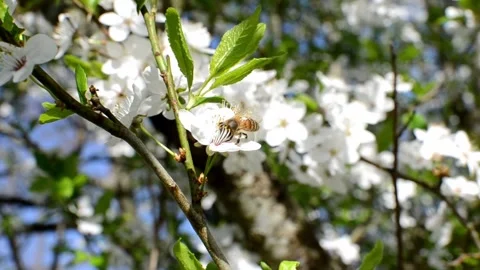 Collecting pollen from flowering trees Stock Footage 240416144