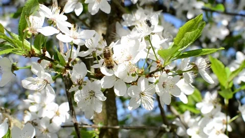 Collecting pollen from flowering trees Stock Footage 240416203