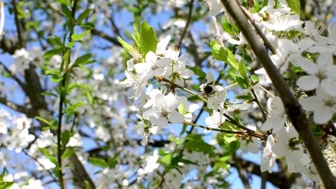 Collecting pollen from flowering trees Stock Footage 240416204