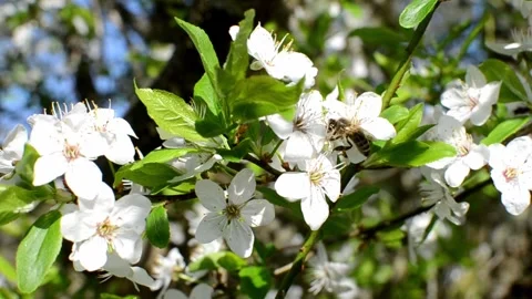 Collecting pollen from flowering trees Stock Footage 240416224