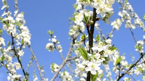Collecting pollen from flowering trees Stock Footage 240416257