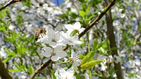 Collecting pollen from flowering trees Stock Footage 240416268