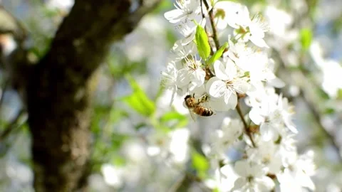 Collecting pollen from flowering trees Stock Footage 240416274
