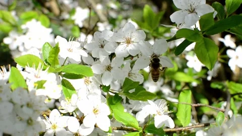 Collecting pollen from flowering trees Stock Footage 240416278