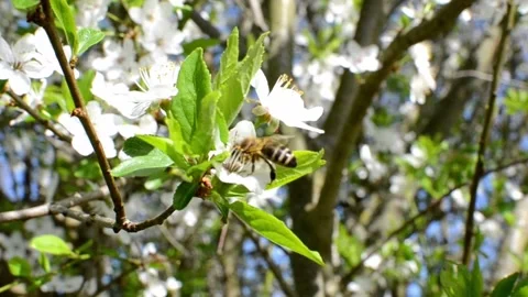 Collecting pollen from flowering trees Stock Footage 240416283