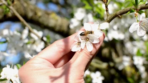 Collecting pollen from flowering trees Stock Footage 240416285