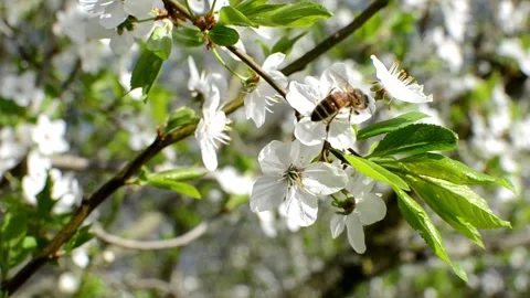 Collecting pollen from flowering trees Stock Footage 240416292