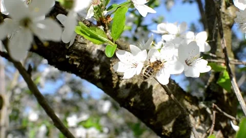 Collecting pollen from flowering trees Stock Footage 240416304