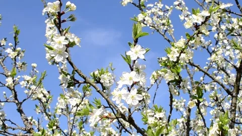 Collecting pollen from flowering trees Stock Footage 240416319