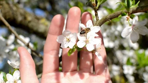 Collecting pollen from flowering trees Stock Footage 240416338