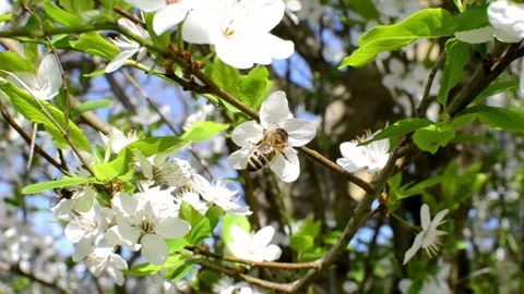 Collecting pollen from flowering trees Stock Footage 240416348