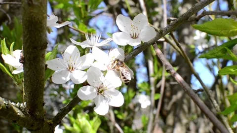 Collecting pollen from flowering trees Stock Footage 240416350