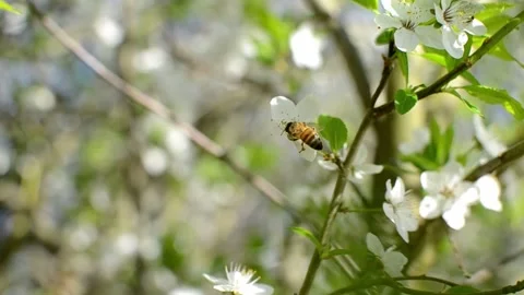 Collecting pollen from flowering trees Stock Footage 240416358