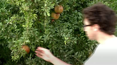 Collecting Pomegranate from a Tree Stock Footage 20522485