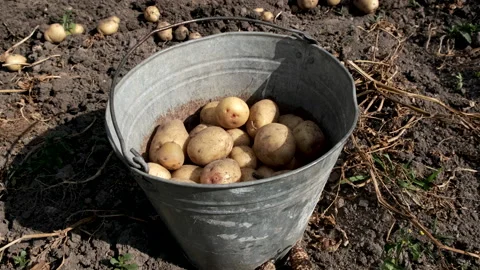 Collecting potatoes in a bucket. Stock Footage 135649019