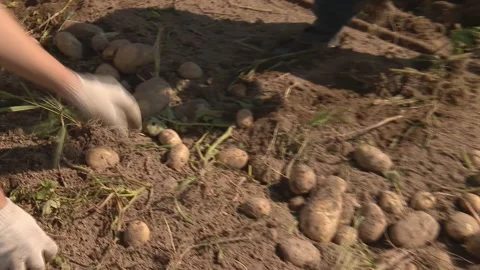 Collecting potatoes in the fields. Manual labor of ordinary people Stock Footage 219853051