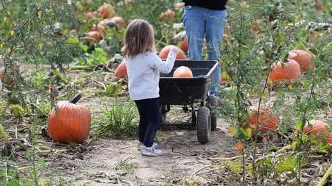 Collecting pumpkins in a pumpkin patch Stock Footage 82601366