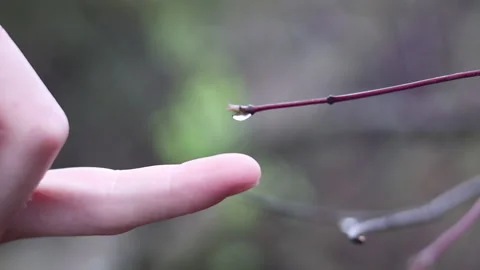 Collecting a Raindrop Video stock 200784486
