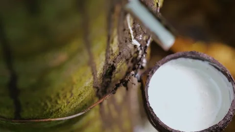 Collecting raw rubber Video stock 288232572