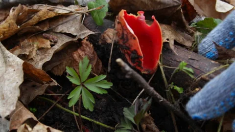 Collecting Red Spring Mushroom 库存影片 153530814