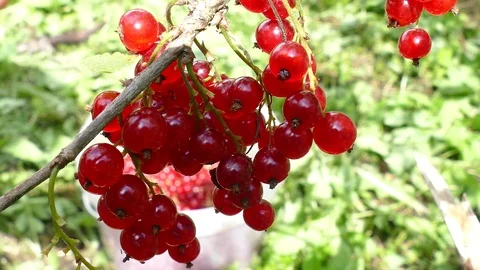Collecting redcurrants with your hands Video stock 112827883