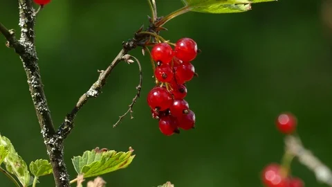 Collecting redcurrants with your hands Video stock 112828859