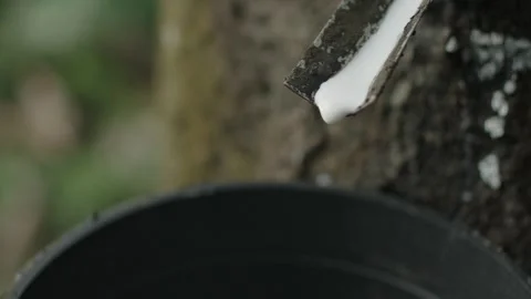 Collecting Rubber Video stock 288847083