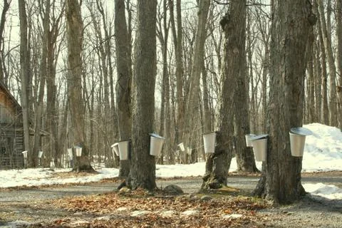Collecting sap for maple syrup Stock Photos