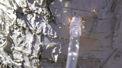 Collecting sap from Silver Birch tree in spring (Betula pendula), raw juice Video stock 157213005