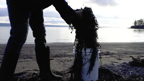 Collecting seaweed on a beach 库存影片 168042006
