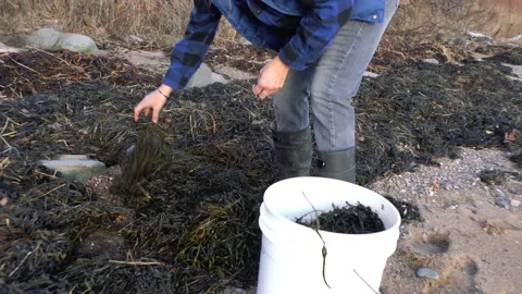 Collecting seaweed on a beach Video stock 168042009