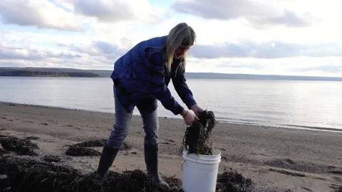Collecting seaweed on a beach Stock Footage 168042014