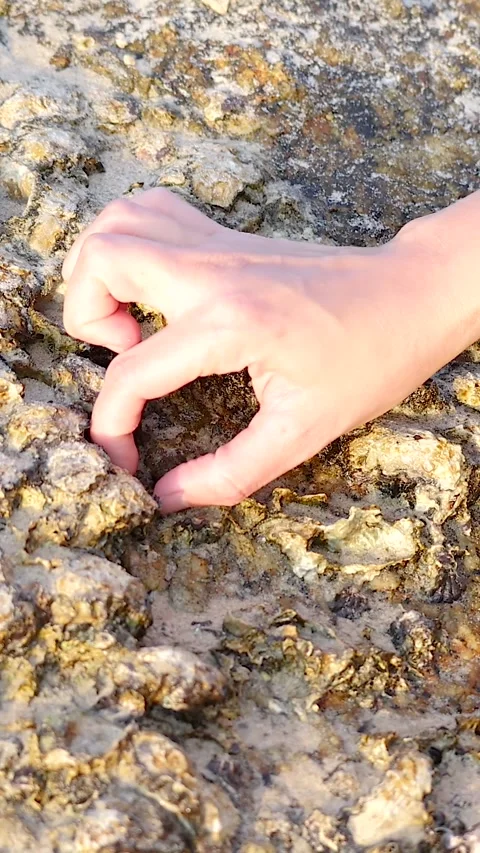 Collecting Shellfish on Rocky Beach Shore Video stock 304649972