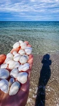 Collecting shells by the shoreline while standing in the shallow water on a.. Фото
