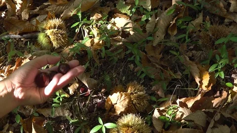 Collecting sweet chestnuts and shells in the forest Видео 82365936