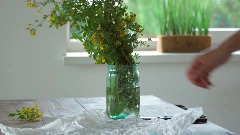 Collecting thyme for tea. Dry the herbs at home. Vídeos de archivo 134553048