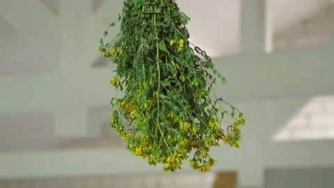 Collecting thyme for tea. Dry the herbs at home. Vídeos de archivo 134553686