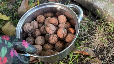 Collecting walnuts for a pot. Unshelled walnuts collected from the lawn int.. Stock Footage 318288784