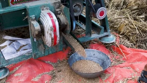 Collecting wheat in a basket falling from the wheat thresher machine. 動画素材 246836467