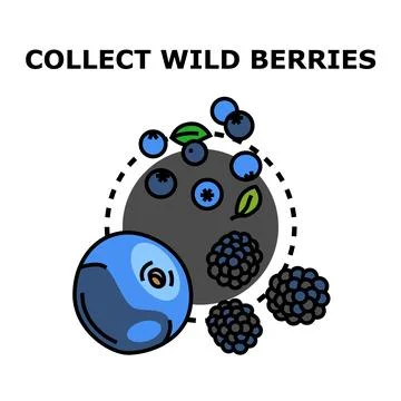 Collecting wild berries for picking concept Stock Illustration