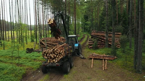 Collecting wood material inside of the Forest. Video stock 233910873
