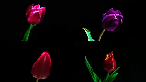 A collection of 4 timelaps blooming tulips, a collage of 4 video sizes of 1920 Stock Footage 106601366