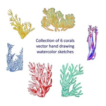 Collection of 6 corals vector hand drawing watercolor sketches Stock Illustration