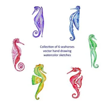 Collection of 6 seahorses vector hand drawing watercolor sketches Stock Illustration