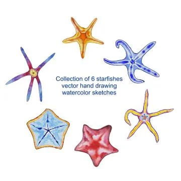 Collection of 6 starfishes vector hand drawing watercolor sketches Stock Illustration