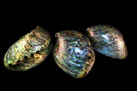 Collection of abalone shells isolated on black background Stockfoto's