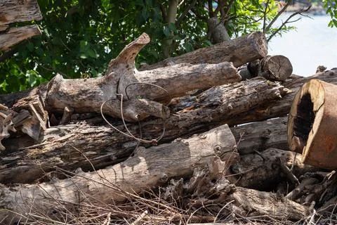 Collection of aged logs and tree stumps resting by the waters edge in seren.. Stock Photos