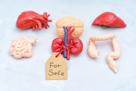 Collection of Anatomically Correct Organs Models with For Sale Tag on Gray .. 스톡 사진